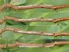 Ricania speculum